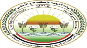 اكتفاء ذاتي.. مصر تعلن أرقام إنتاج البيض والدواجن البيضاء خلال عام 2025